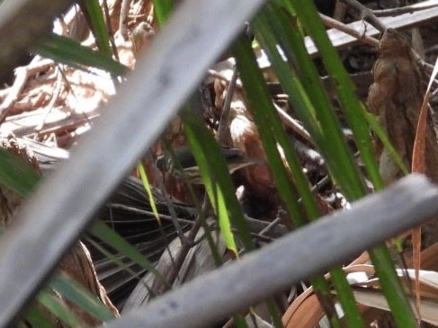 Louisiana Waterthrush - ML639995282