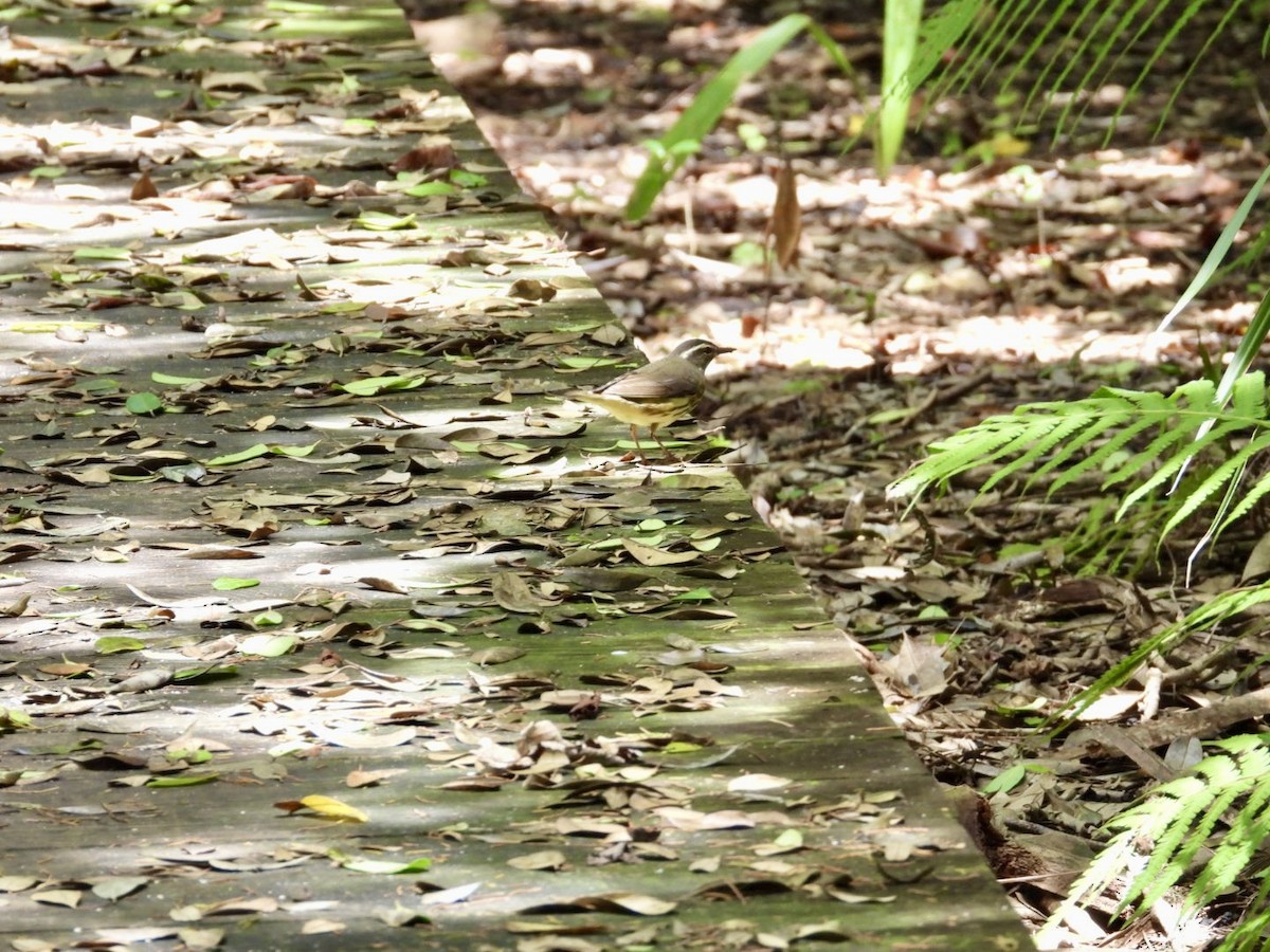Louisiana Waterthrush - ML639995283
