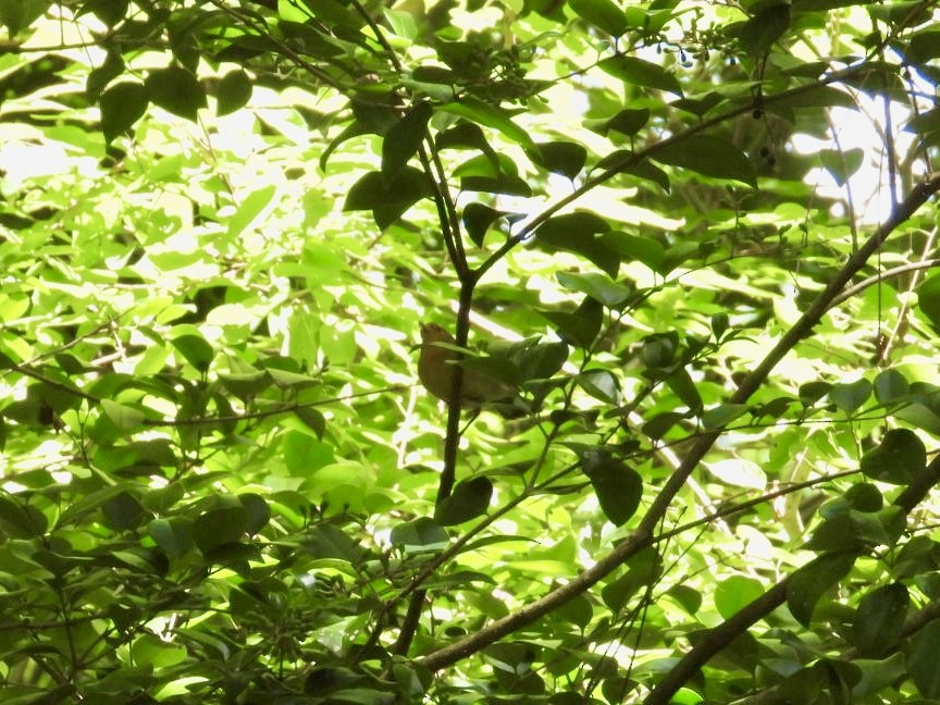 Prothonotary Warbler - ML639995294