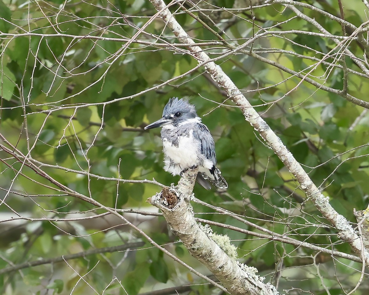 Belted Kingfisher - ML639995314