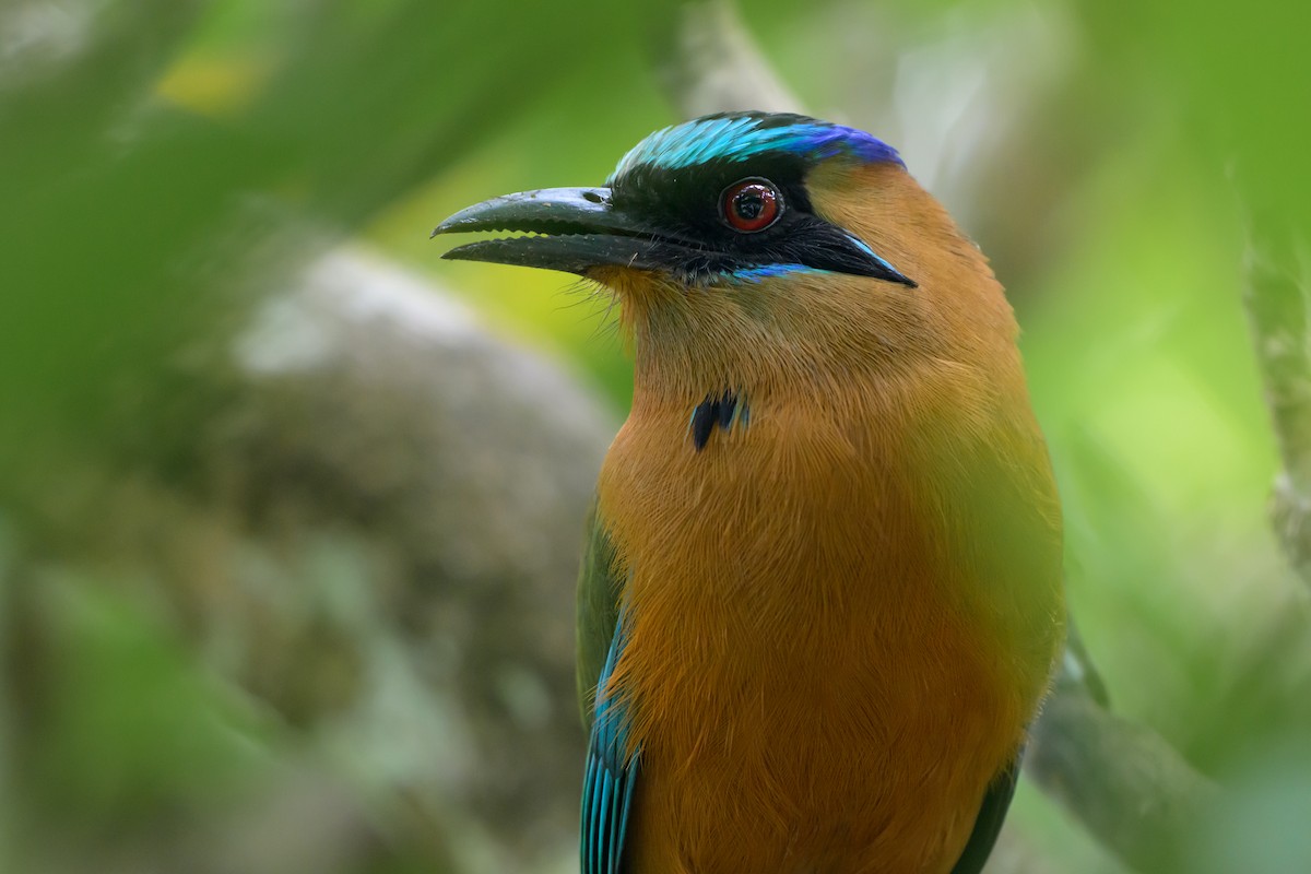 Whooping Motmot - ML639995326