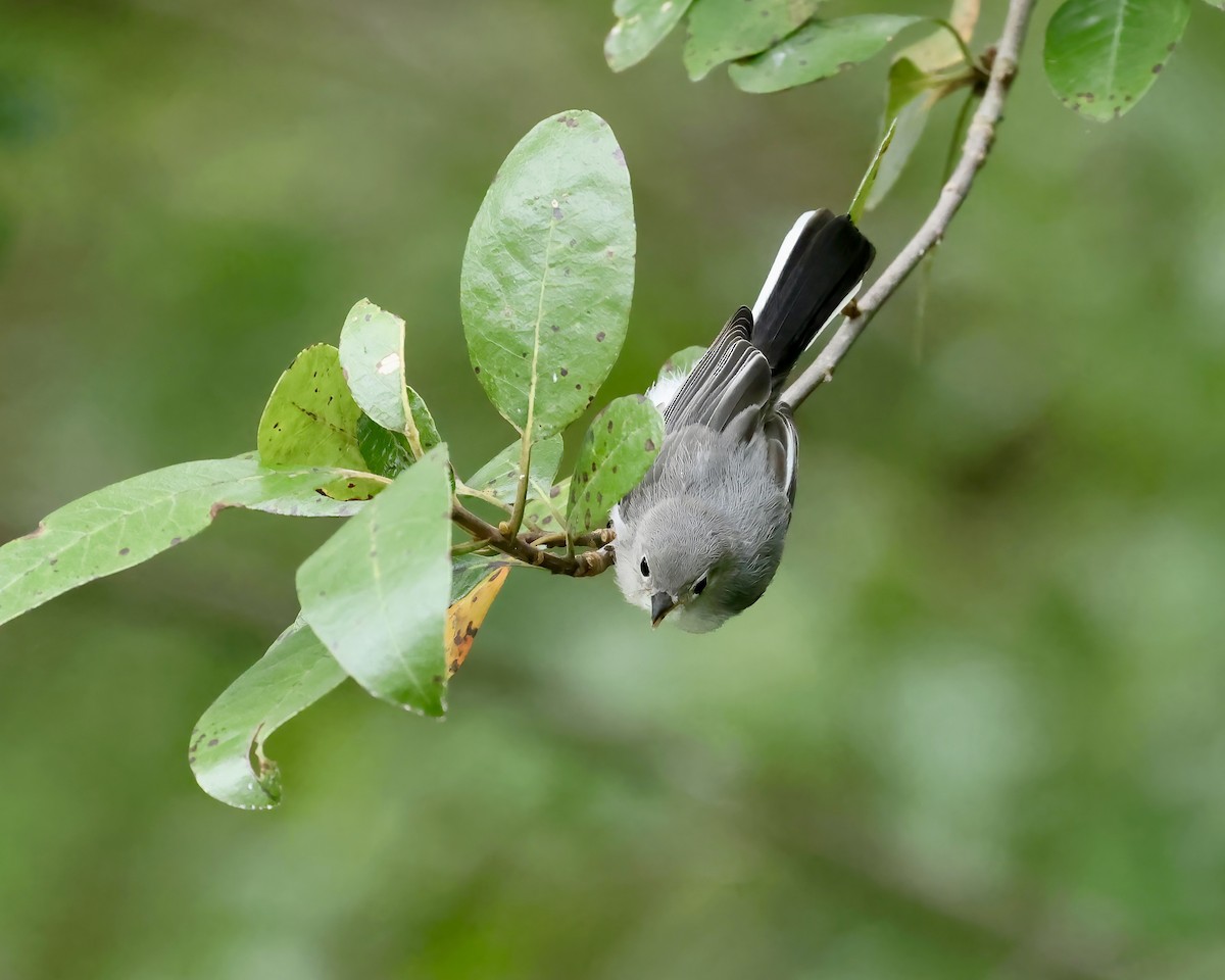 Blue-gray Gnatcatcher - ML639995328