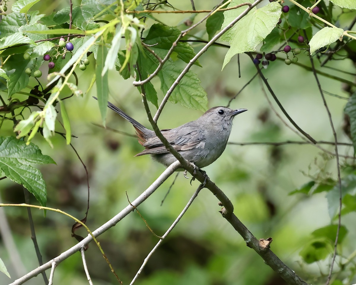 Gray Catbird - ML639995339