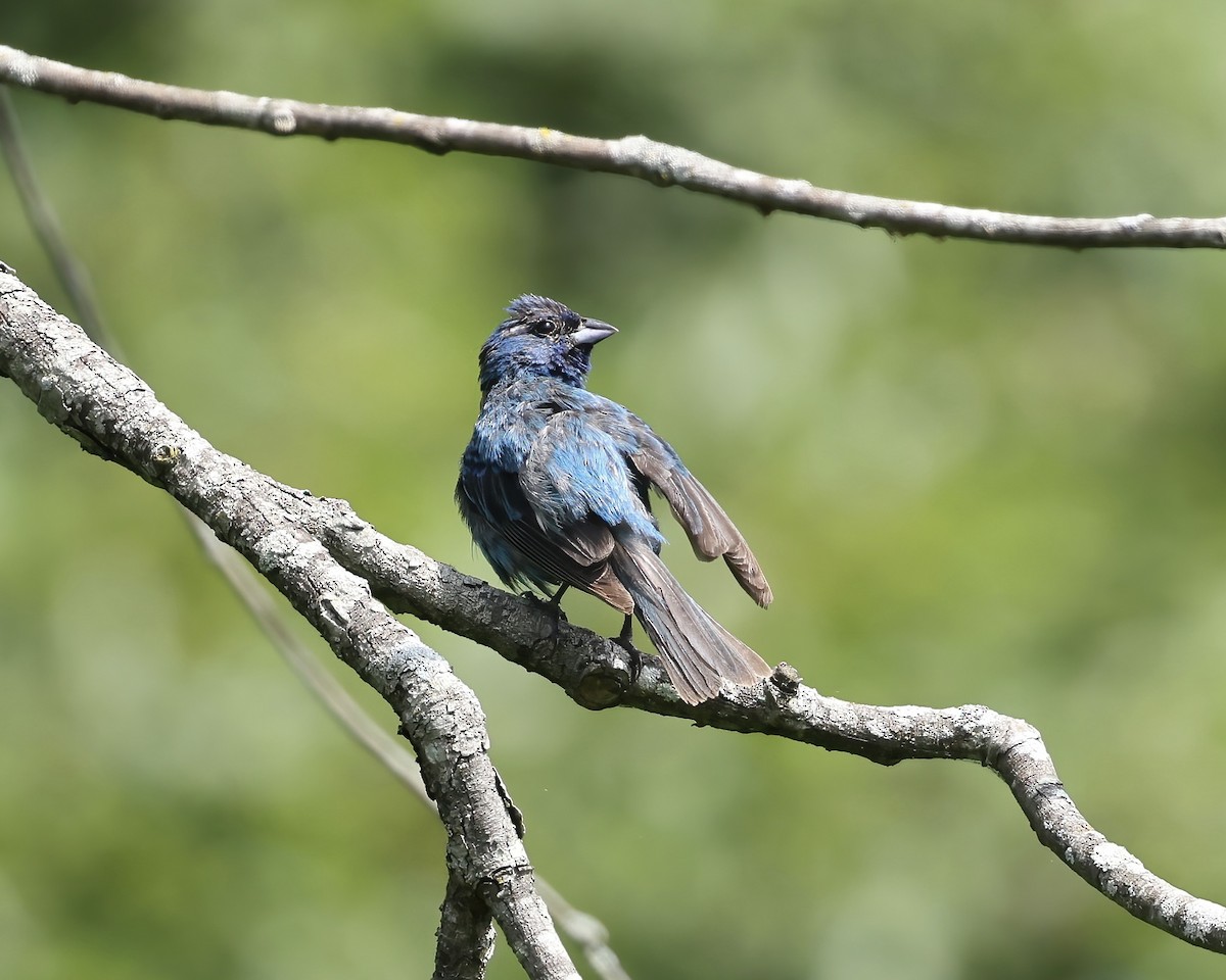 Indigo Bunting - ML639995343