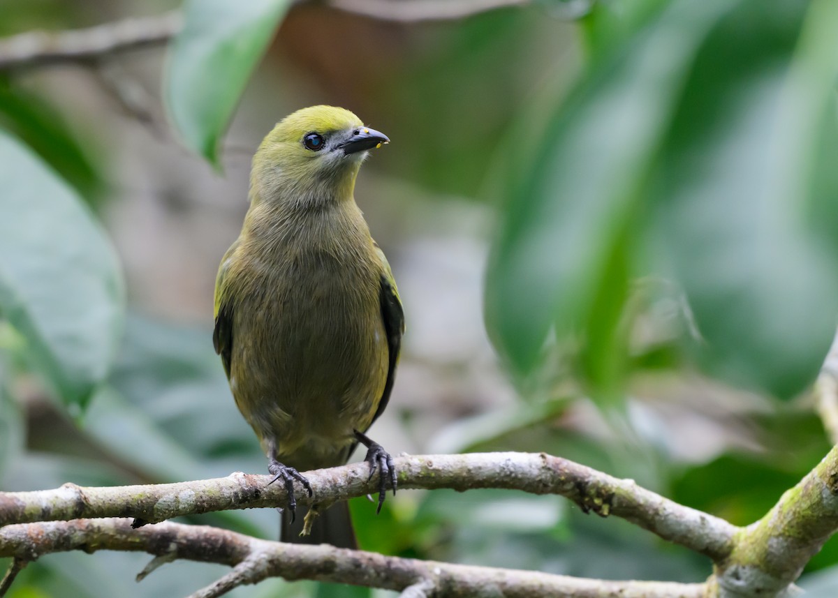 Palm Tanager - ML639995345