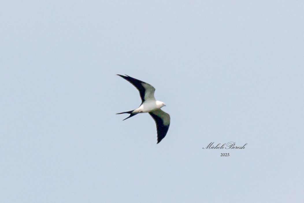 Swallow-tailed Kite - ML639995369