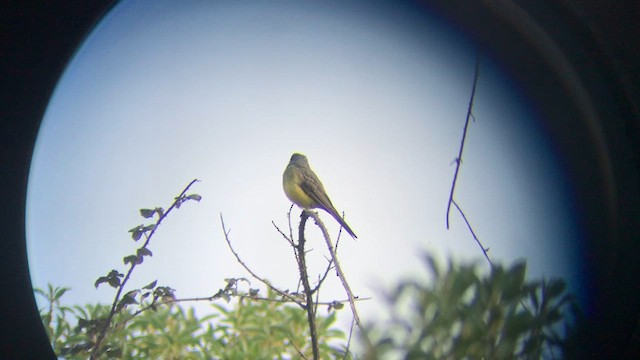 Tropical Kingbird - ML639995393