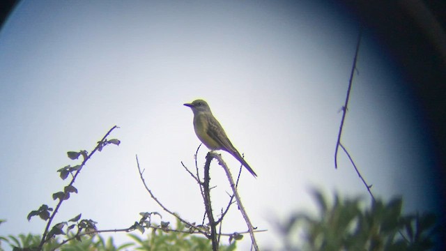 Tropical Kingbird - ML639995394