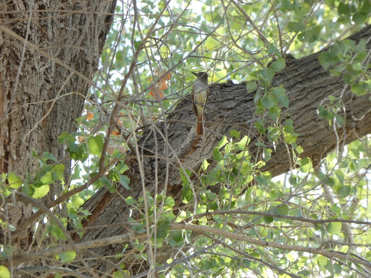 Ash-throated Flycatcher - ML639995396