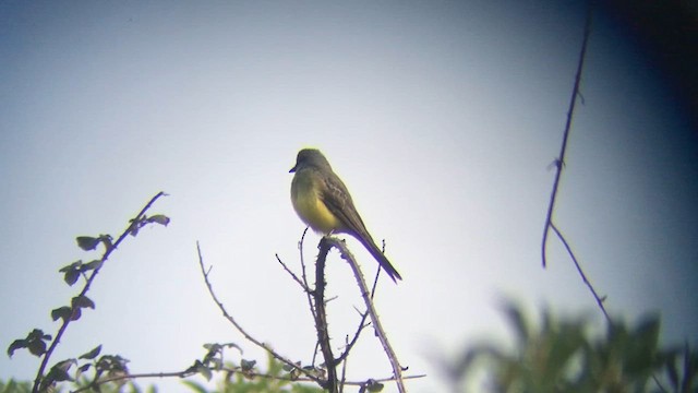 Tropical Kingbird - ML639995397