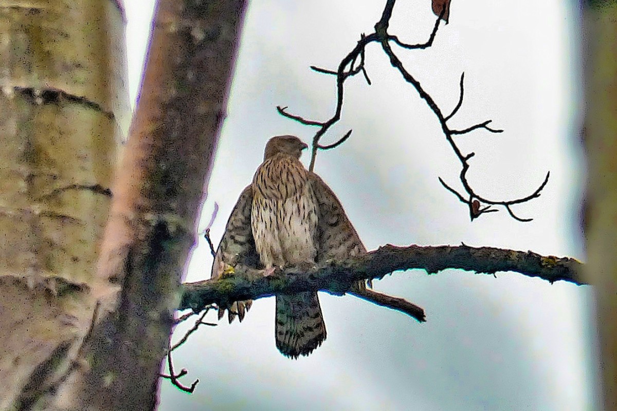 American Goshawk - ML639995473