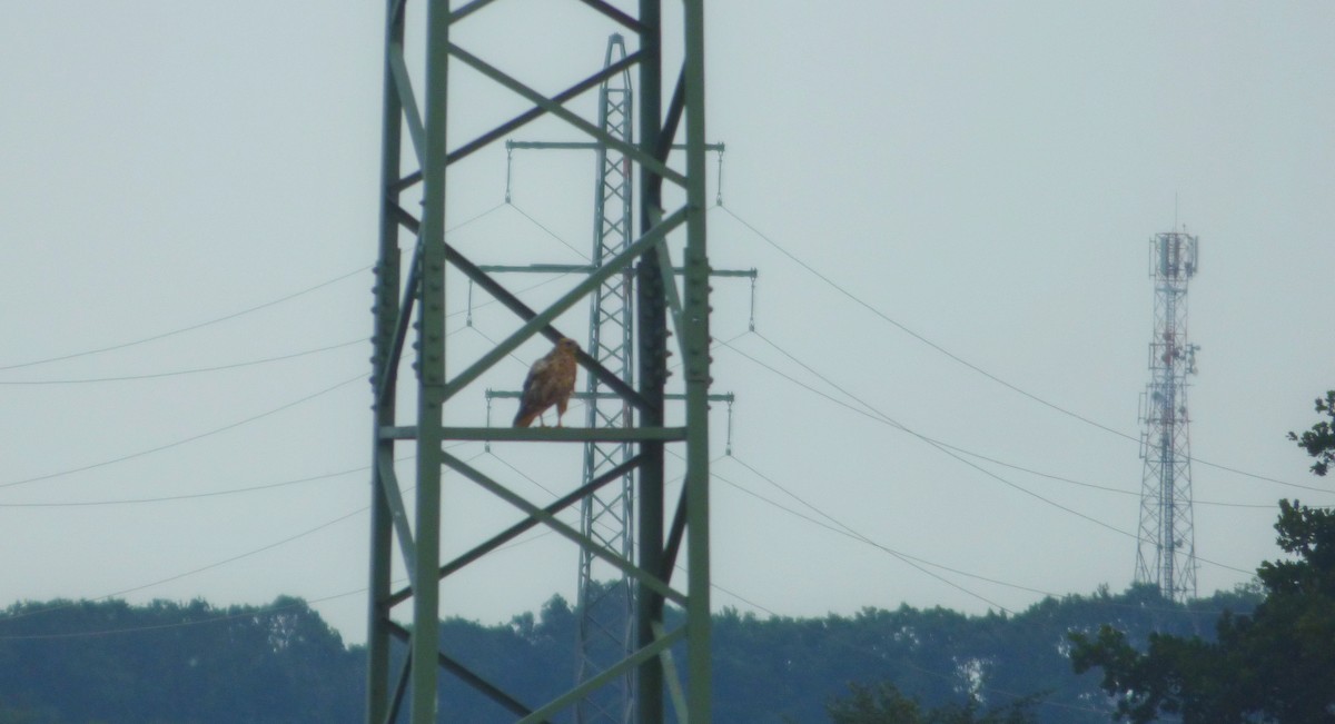 Талын сар - ML639995482