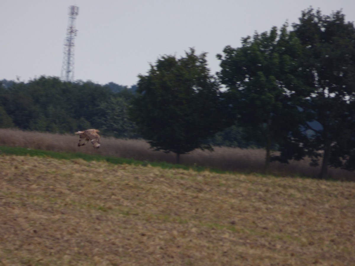 Талын сар - ML639995488