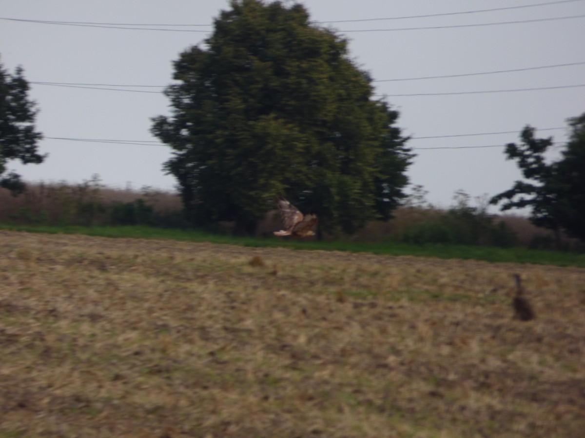 Талын сар - ML639995489