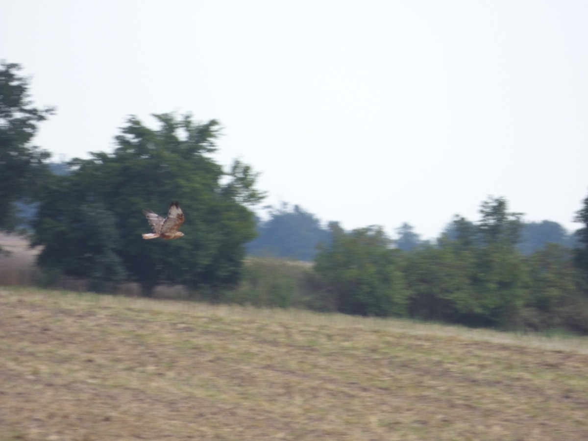 Талын сар - ML639995490