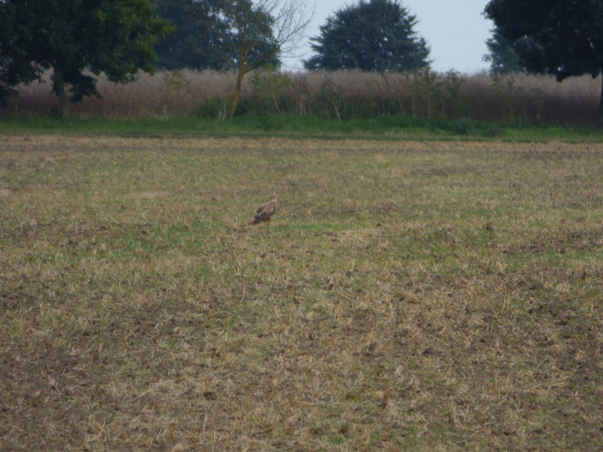 Талын сар - ML639995491