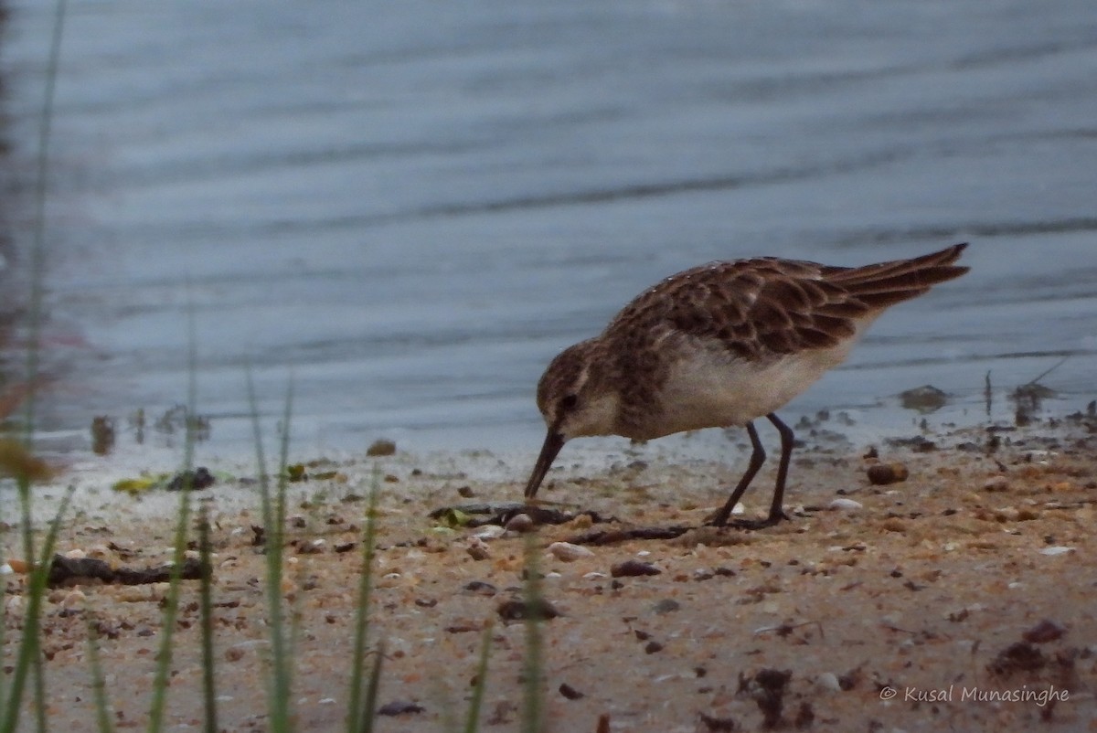 Little Stint - ML639995509