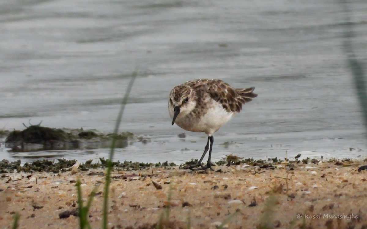 Little Stint - ML639995510