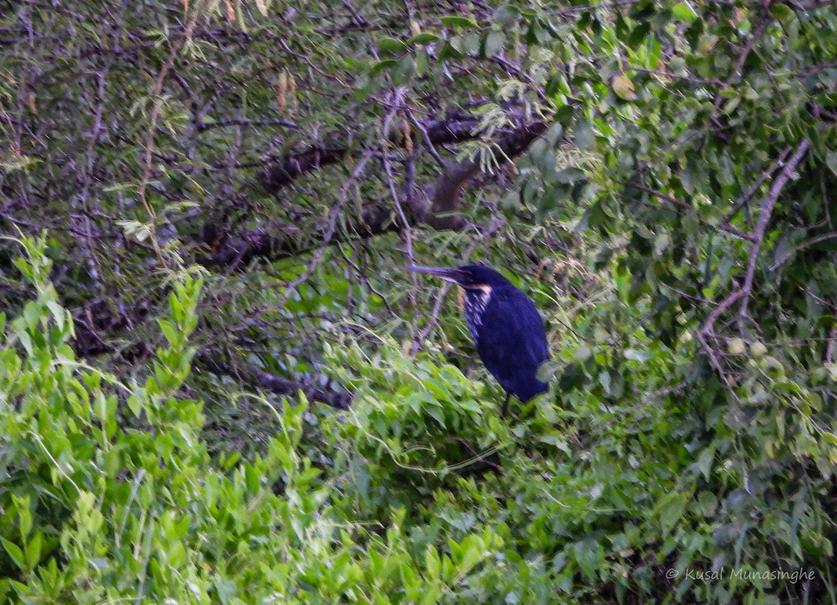 Black Bittern - ML639995531