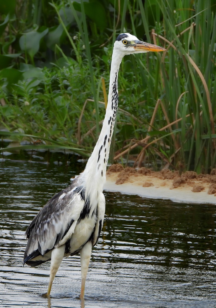 Gray Heron - ML639995539