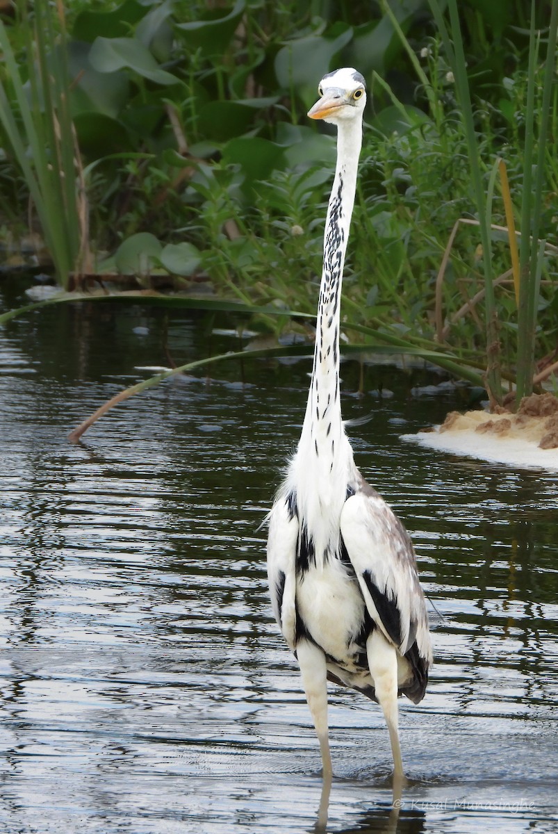 Gray Heron - ML639995540