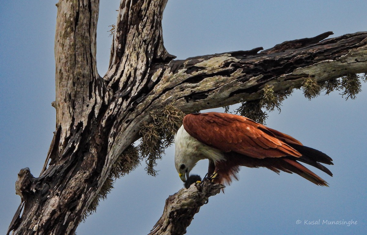 Brahminy Kite - ML639995565