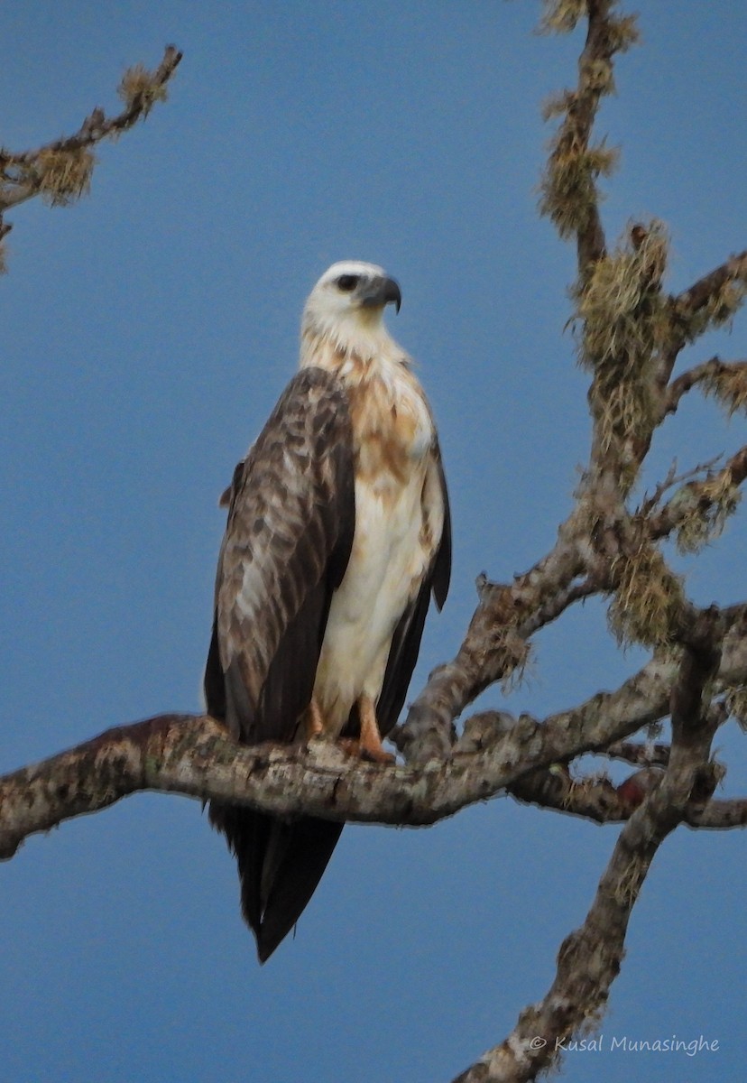 White-bellied Sea-Eagle - ML639995575