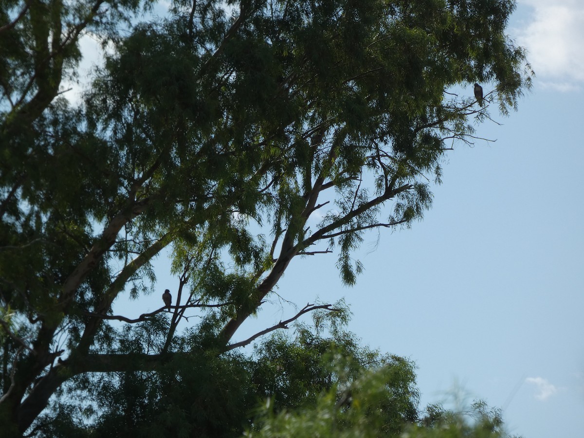 Red-tailed Hawk - ML639995589