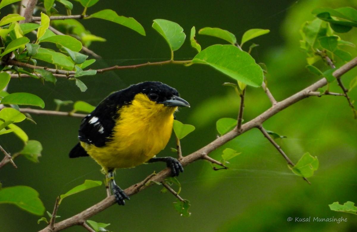 Common Iora - ML639995591