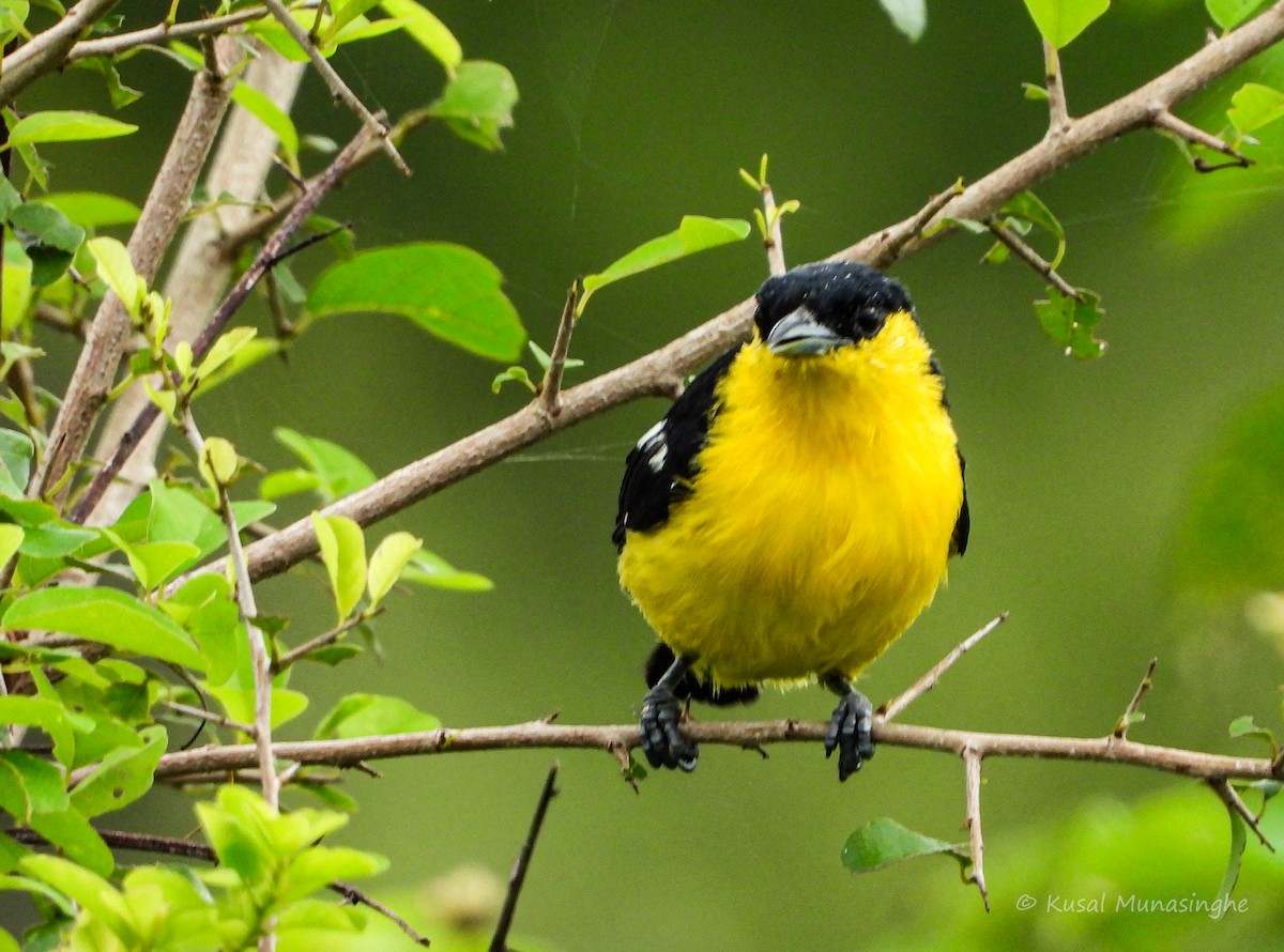 Common Iora - ML639995592