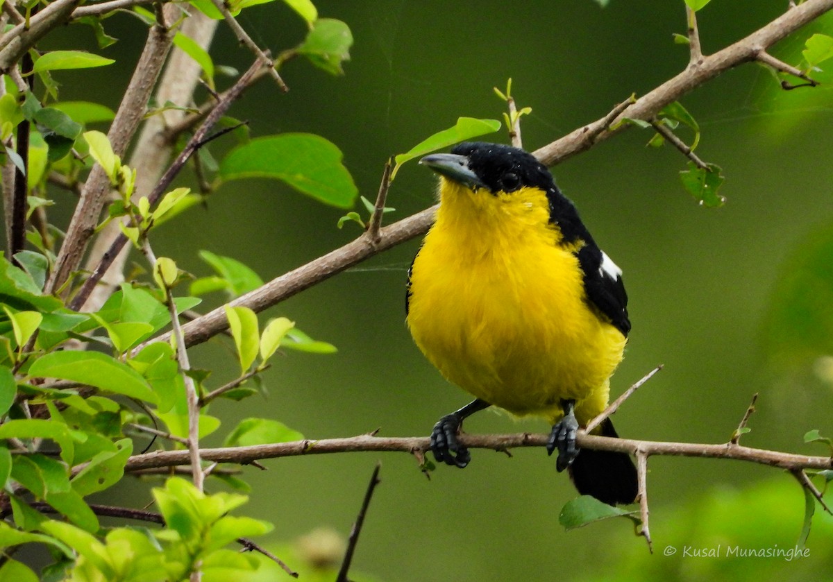 Common Iora - ML639995593