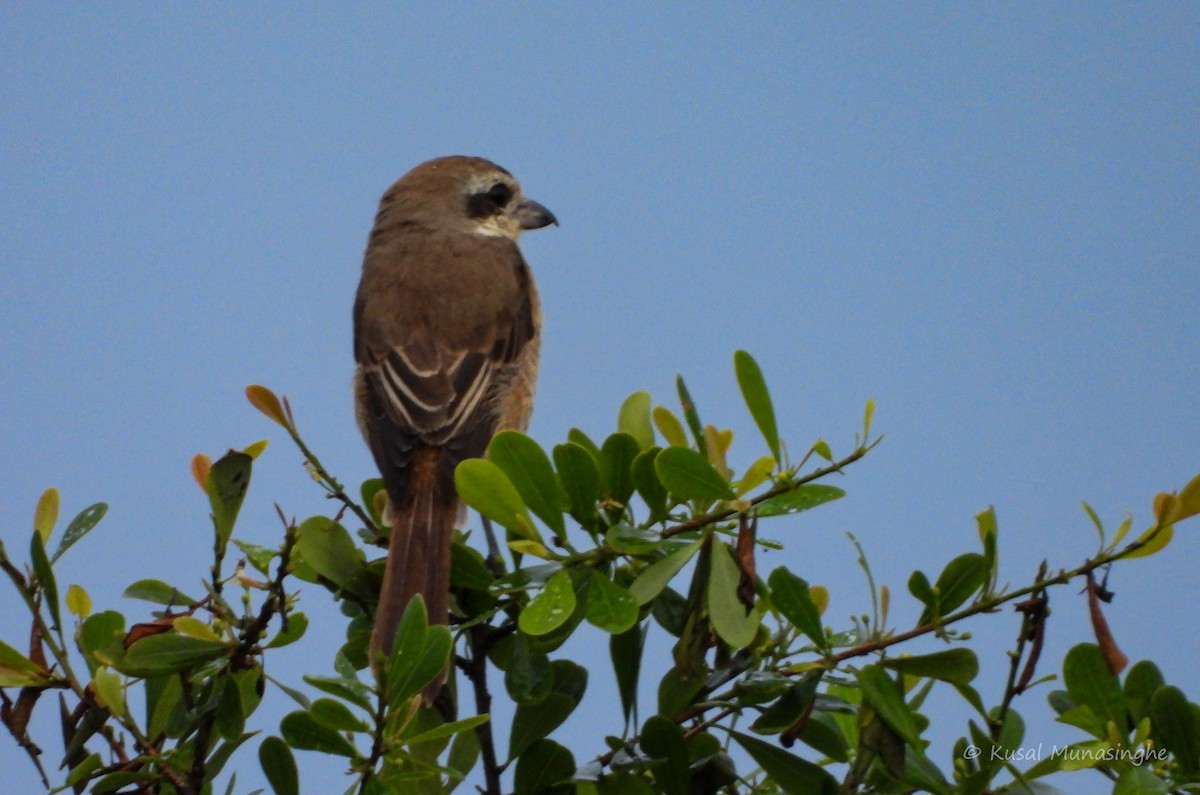 Brown Shrike - ML639995601