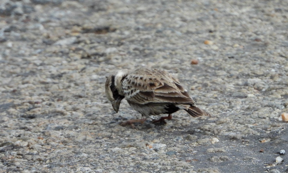 Ashy-crowned Sparrow-Lark - ML639995645