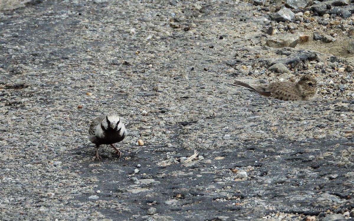 Ashy-crowned Sparrow-Lark - ML639995648