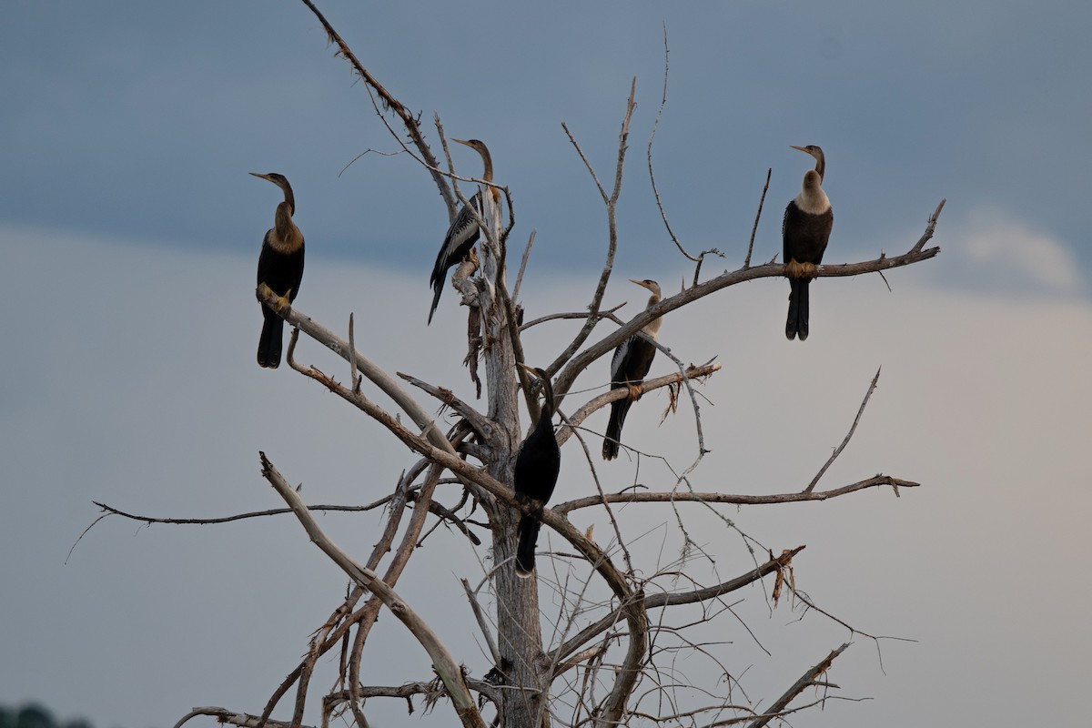 Anhinga - ML639995653