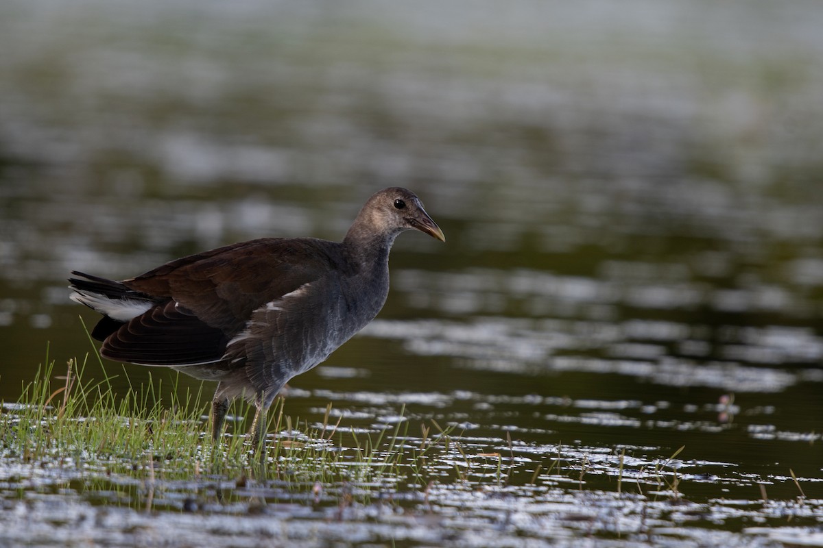 Common Gallinule - ML639995654