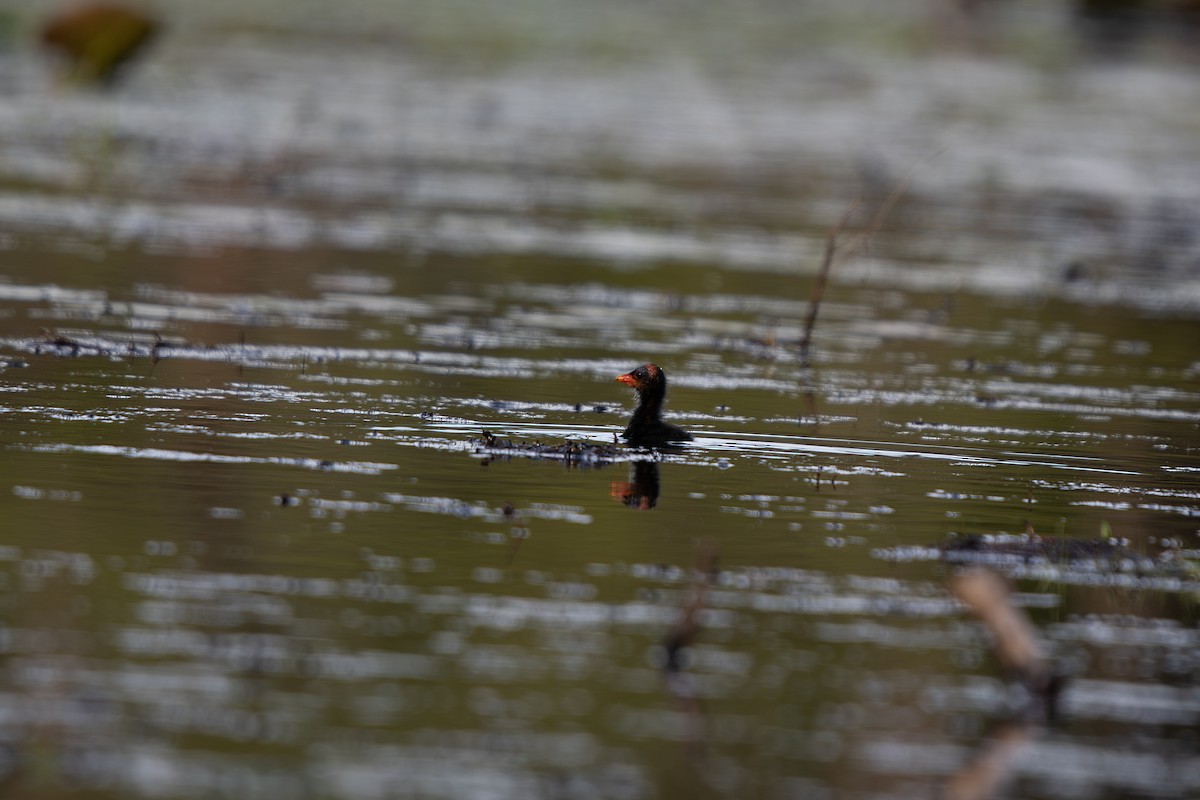 Common Gallinule - ML639995655