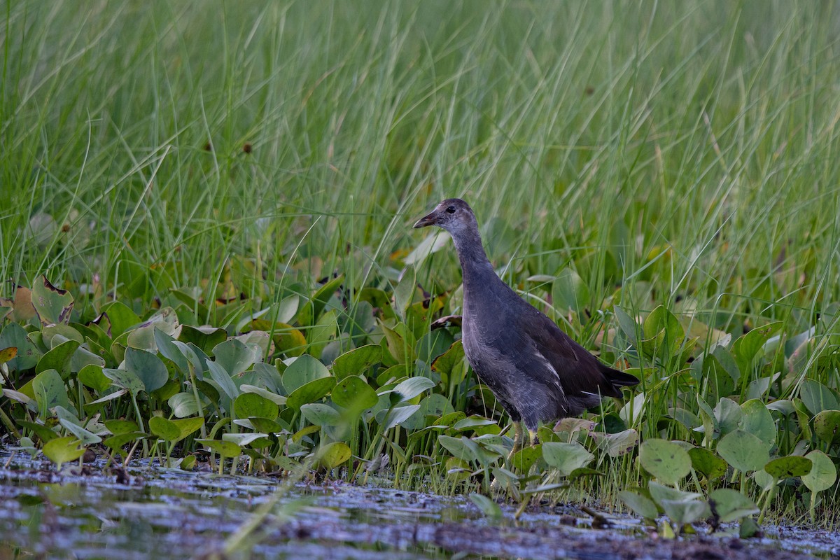 Common Gallinule - ML639995656