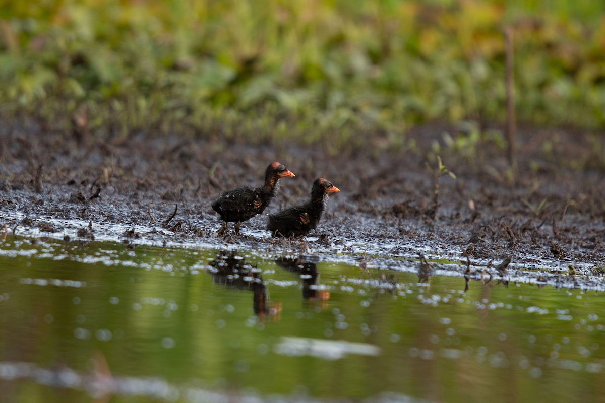 Common Gallinule - ML639995658