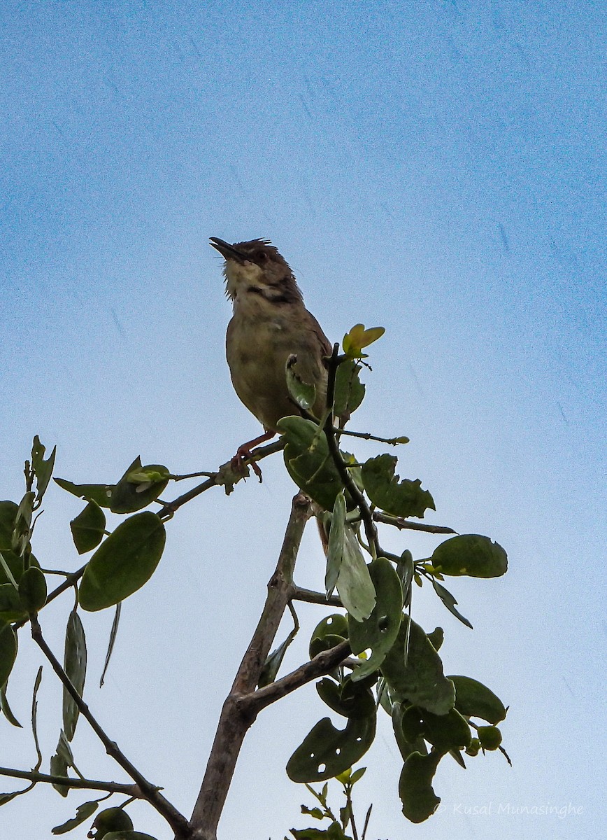 Jungle Prinia - ML639995660