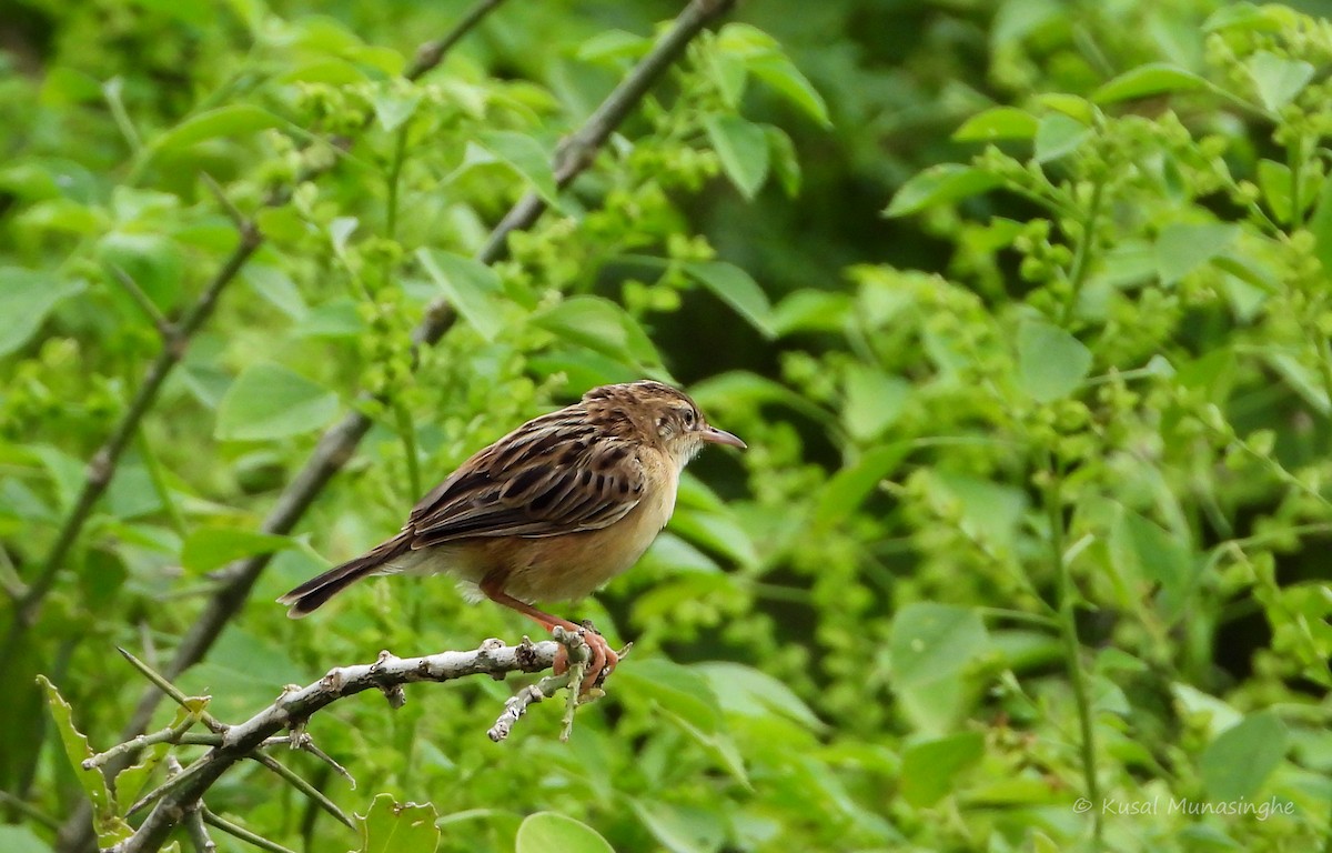 Zitting Cisticola - ML639995669