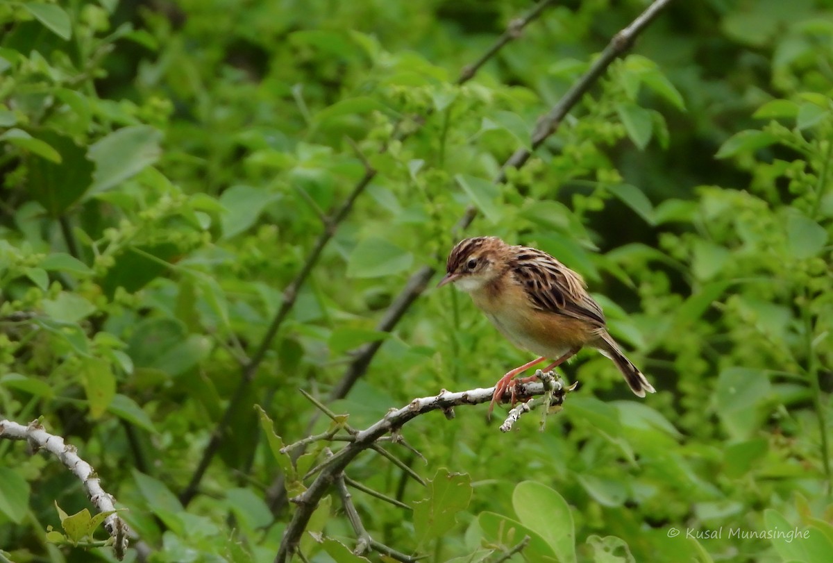 Zitting Cisticola - ML639995670