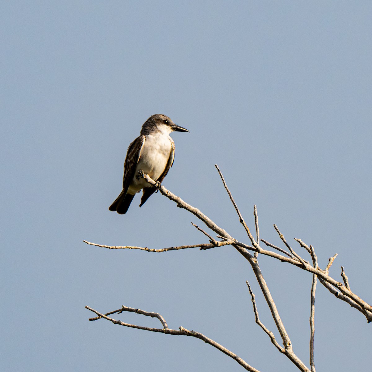 Gray Kingbird - ML639995674