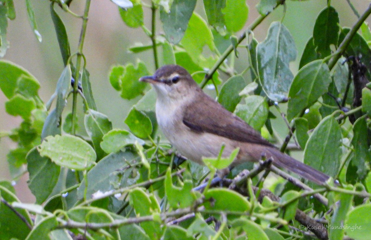 Clamorous Reed Warbler - ML639995682