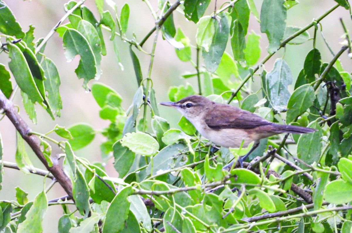 Clamorous Reed Warbler - ML639995683