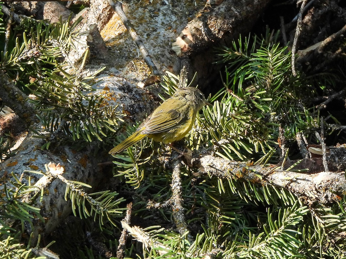 MacGillivray's Warbler - ML639995694