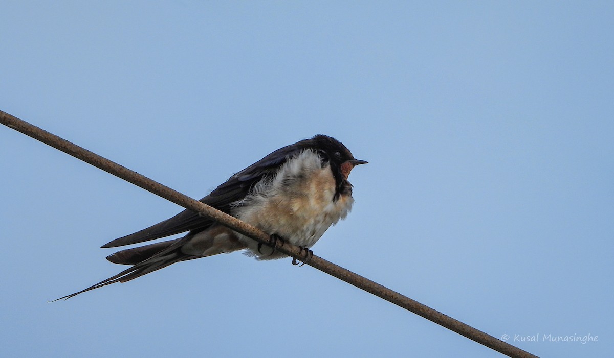 Barn Swallow - ML639995695