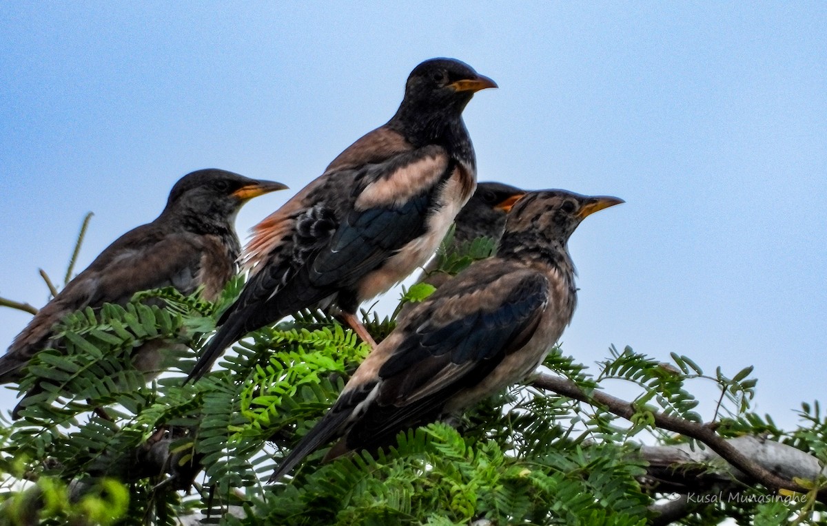 Rosy Starling - ML639995703