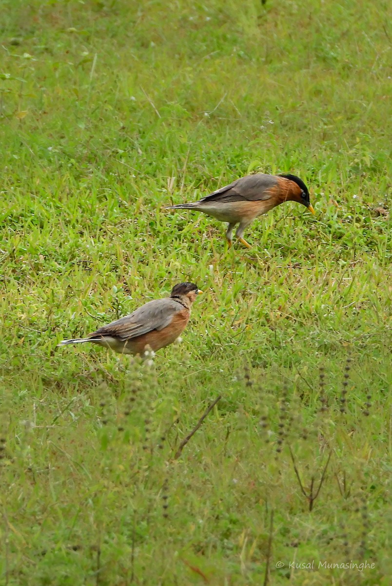 Brahminy Starling - ML639995722
