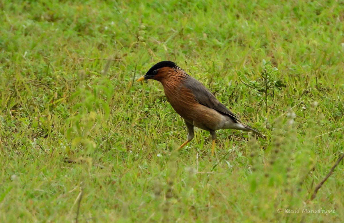 Brahminy Starling - ML639995723